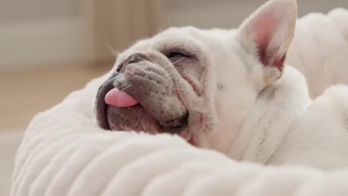 Dog resting its head on the raised rim of a Cuddleloop bed